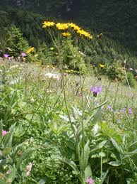 Image result for Crepis urundica