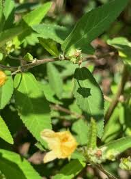 Image result for Sida rhombifolia