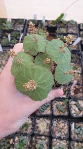 Image result for Brachycorythis lastii