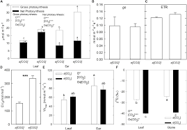 Terms in this set (80). Frontiers Differential Flag Leaf And Ear Photosynthetic Performance Under Elevated Co2 Conditions During Grain Filling Period In Durum Wheat Plant Science