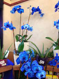 Blue Orchid Found At Local Kroger Grocery Store In Arlington Texas Blue Orchids Orchids Plants