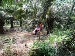 Bendera ini bercorak 14 garis (jalur) merah dan putih (melintang) yang sama lebar, bermula dengan garis merah di sebelah atas dan berakhir dengan jalur putih yang melambangkan jumlah anggota. Duh Bendera Malaysia Berkibar Di Patok Perbatasan Yang Masuk Wilayah Ri Okezone News