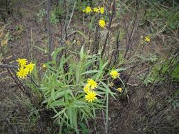 Image result for Senecio madagascariensis