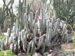 If you are wondering where you can purchase cacti and succulents online, please check out my resource page to get some ideas. The Silver Torch Cactus Cleistocactus Strausii Makes An Attractive Landscape Plant And Or Container Patio Plant Where Some Patio Plants Plants Plant Cuttings