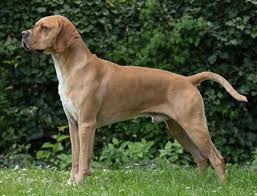 To change the pointer's size, drag the slider under change the pointer size. by default, the mouse pointer is set to 1—the smallest size. Portuguese Pointer Breeds A To Z The Kennel Club