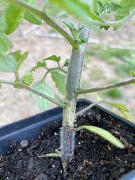 Image result for tomato seedling early blight