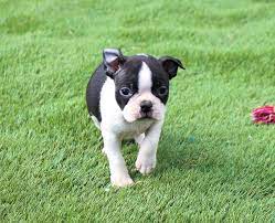 Bertha Puppie Boston Terrier For Sale At Shipshewana Indiana Boston Terrier For Sale Boston Terrier Terrier