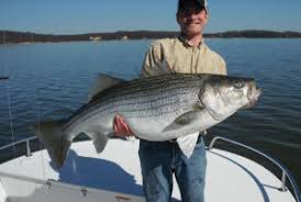 Striped Bass Weight Conversion Chart