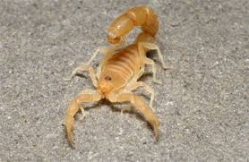 Image result for Scorpion