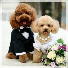 Tatli Mi Tatli Bir Pazar Gunu Sizinle Olsun Sunday Weekend Haftasonu Pazar Dogs Cute Fun Fashion Tailor Smok Sevimli Kopek Yavrulari Kopek Dugun