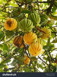 Image result for Garcinia punctata