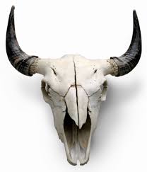 Decor Buffalo Skull Animal Bones Animal Skulls