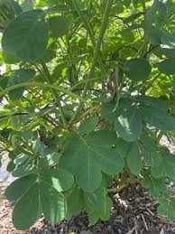Image result for Senna obtusifolia
