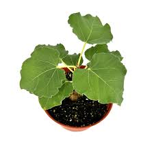 Image result for Ficus tettensis