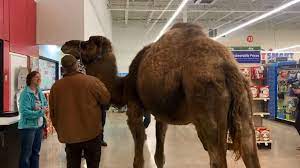 For that you have to communicate well with your customers and plan your marketing activities better. Man Brings His Pet Camel To Petsmart 107 5 Kool Fm