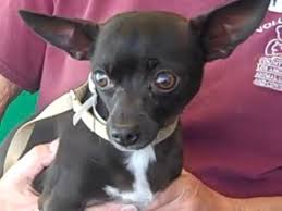 Weekly brushing with a soft brush and baths only when necessary are usually. A4927396 Starlett Chihuahua Miniature Pinscher Mix Youtube