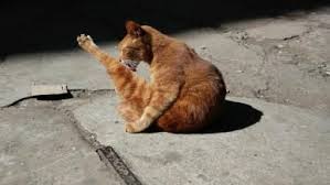 It can be asymmetrical or symmetrical, and it can affect not just the tail but also the back excessive biting and licking of the tails would result in hair loss. Is Hair Loss On Your Cat S Hind Legs Normal Cat Hair Loss Cancer Hair Loss Hair Loss Remedies