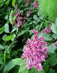 Image result for Syringa prestoniae