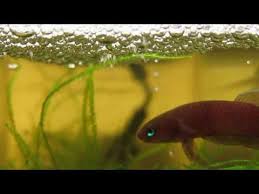 Pour as much as needed to fill the aquarium or bowl during water changes or set up of a new aquarium. Wild Betta Api Api With Fry Youtube