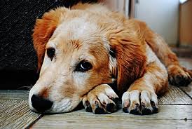 Check spelling or type a new query. How To Get Rid Of A Yeast Infection On A Dog S Paw
