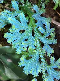 Image result for Selaginella mittenii