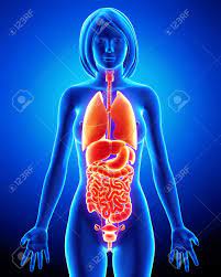 Examples of other potential sites of bleeding include the eye and within tissues that line the heart , muscles, and joints. X Ray Of Internal Organs Of Female Body Stock Photo Picture And Royalty Free Image Image 14603585