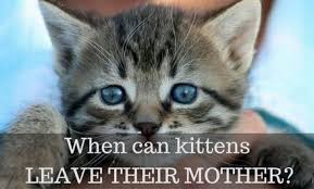 You may be wondering how soon kittens can leave their mother. When Can Kittens Leave Their Mother Cattention
