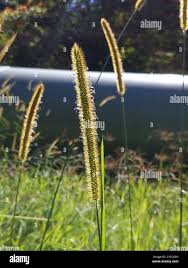 Image result for Setaria sphacelata