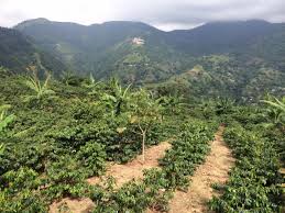 We did not find results for: Tasting Jamaican Blue Mountain Coffee She Is Going Places