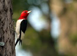 verse 1 you're so fine, i want you mine, you're so delicious i think about you all the time, you're so addictive don't you know what i can do to make you feel alright? Woodpecker Symbolism Dreams And Messages Spirit Animal Totems
