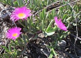 Image result for Carpobrotus