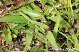 Image result for Paspalum conjugatum