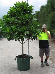 Randia Fitzalanii Garden Trees Australian Trees Australian Garden