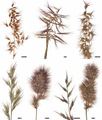 Image result for Eragrostis paniciformis