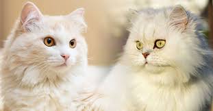Sebenarnya, kucing ini dibagi lagi menjadi dua jenis yaitu kucing ras persia peaknose dan ras persia peaknose ekstrim. 10 Perbedaan Kucing Persia Dan Anggora Mana Yang Bagus Pintarpet