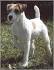 Difference between Parson, Jack Russell and Russell ...