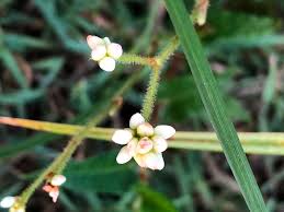 Image result for Persicaria strigosa