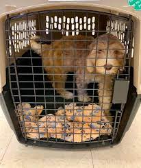 Below you will find a puppy adoption application. Texas Australian Labradoodles Adoption Process Adopt A Labradoodle