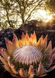 Pin By Jamshop On Photos Inspiration Botanical Gardens Protea Flower Protea