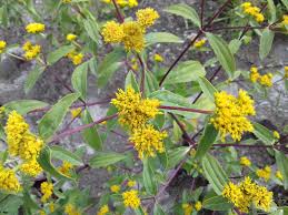 Image result for Flaveria bidentis