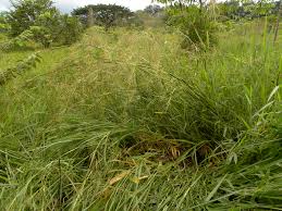 Image result for Hyparrhenia rufa