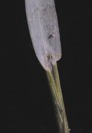 Image result for Panicum gilvum