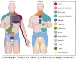 Pin On Osteopathy
