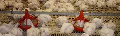 Ayam adalah unggas utama sebagai pedaging. Usaha Peternakan Ayam Broiler Tipe Pedaging Dinas Peternakan Kabupaten Lebak