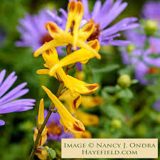 Image result for Corydalis