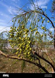 Image result for Retama monosperma