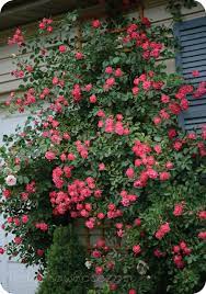 Pin On Roses