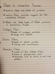 Fibers In Connective Tissues Human Anatomy And Physiology Biology Notes Anatomy And Physiology