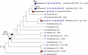 Image result for Pentadiplandraceae