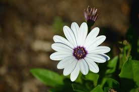Image result for Osteospermum barberiae